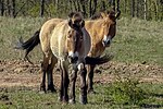 Przewalskis häst i viltreservatet