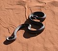 A mole snake near Rehoboth, Namibia