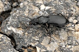 Pterostichus.melanarius (le Carabe noir des jardins).