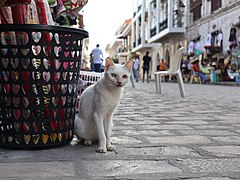 Pusa sa Vigan Calle Crisologo