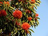 Queensland tree waratah, Brisbane