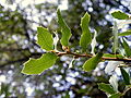 Leaves on branch