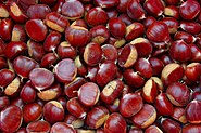 Chestnuts in spiny fruit