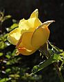 Rose 'Zitronenjette' (Kordes 1986), 'Sutter's Gold' x 'Sunblest'