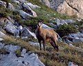 Chamois