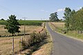 Route dans le vignoble (août 2005)