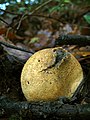 Feixó do demo (Scleroderma citrinum)