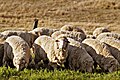 Image 45Sheep grazing in rural Australia. Early British settlers introduced Western stock and crops and Australian agriculture now produces an abundance of fresh produce. (from Culture of Australia)