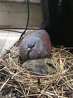 C. g. phaeonota with chick in nest, Cape Town, South Africa.