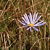 Photo of a flower head of S. chapmanii taken 24 November 2015 in Apalachicola National Forest, Florida.