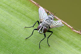 The thin-film interference that can be seen on many insect wings is due to thin-film optics.