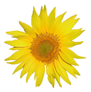 Сунцокрет (Фра:Tournesol) са MediaWiki logo