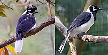 Two similar looking birds, with the white-tailed jay lacking a crest