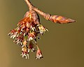 Flowers and bud