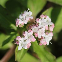 紅色を帯びた漏斗状の花