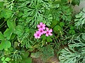 Oxalis articulata