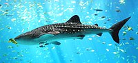 Requin-baleine de Taiwan à l'aquarium de Géorgie.