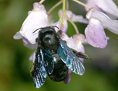 Xylocope panard (Xylocopa valga)