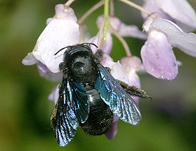 Пчела-плотник обыкновенная (Xylocopa valga)