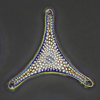 Fossil diatom