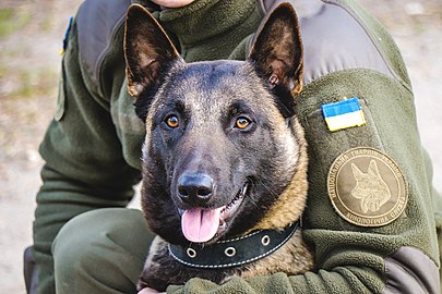 国家親衛隊の警察犬