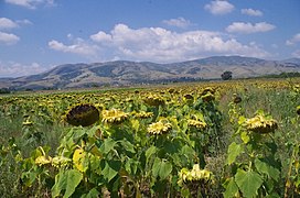 Сончогледи во Пелагонија.