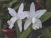 Cattleya Little Angel