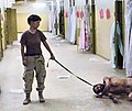 Image 45One of the photographs of the Abu Ghraib prison torture scandal: a naked prisoner being forced to crawl and bark like a dog on a leash. (from Nudity)