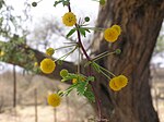 Blommor av Acacia erioloba