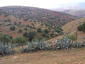 Wilaya de Relizane