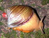 general view of orange snail