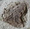 Fossil of Andiva ivantsovi
