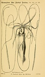 #62 (?/10/1887) T. W. Kirk's sketch of the Architeuthis longimanus type specimen in lateral aspect (Kirk, 1888:pl. 7). Note the extreme length of the feeding tentacles relative to the mantle and arms, which has been questioned by some authors.[nb 24]