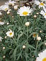 Argyranthemum frutescens