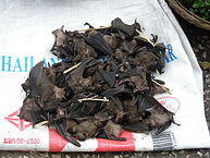 Bats for human consumption in Laos