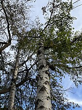 Birch (Bétula)