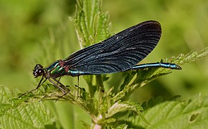 45. Platz: Hamburger Birderin Neu! mit Männliche Blauflügel-Prachtlibelle im Naturschutzgebiet Duvenstedter Brook, Hamburg