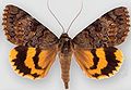 Catocala desdemona Desdemona underwing