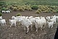 Chivas-chivos-chivitos en Neuquen Argentina