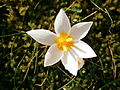 Crocus sieberi 'Bowles White'