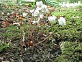 Cyclamen hederifolium 'Album'