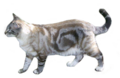 Black blotched tabby (lynx) point cat
