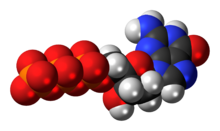 Space-filling model of the deoxyguanosine triphosphate anion