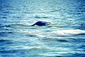 Beluga mother and calf swimming