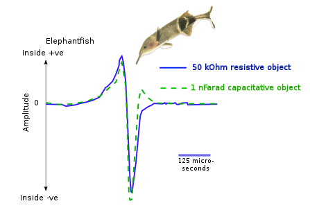 Electrolocation of capacitative and resistive objects in elephantfish. The fish emits brief pulses from its electric organ; its electroreceptors detect signals modified by the electrical properties of the objects around it.[1]