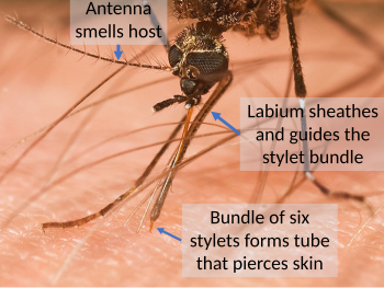 Mouthparts of a female mosquito while feeding on blood, showing the flexible labium sheath supporting the piercing and sucking tube which penetrates the host's skin