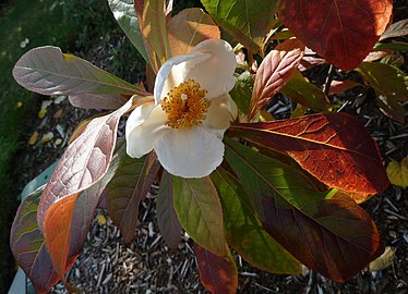 Franklinia alatamaha