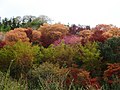 花見山公園(07/6/3)