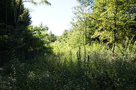 Clairière en friche.