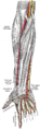 The radial and ulnar arteries